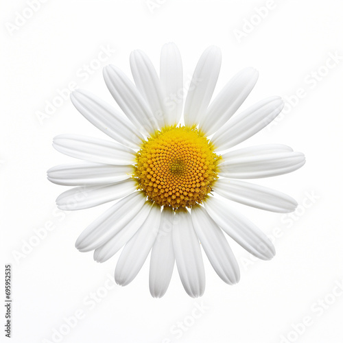 daisy isolated on white background © Wendelin
