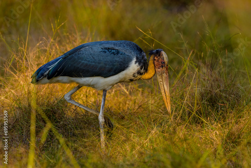 Φωτογραφία Lesser adjutant (Leptoptilos javanicus)