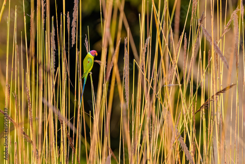 Plum-headed parakeet (Psittacula cyanocephala) photo