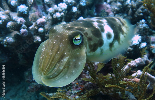 Cute colorchanging Cuttlefishon top of a stagehorn coral photo