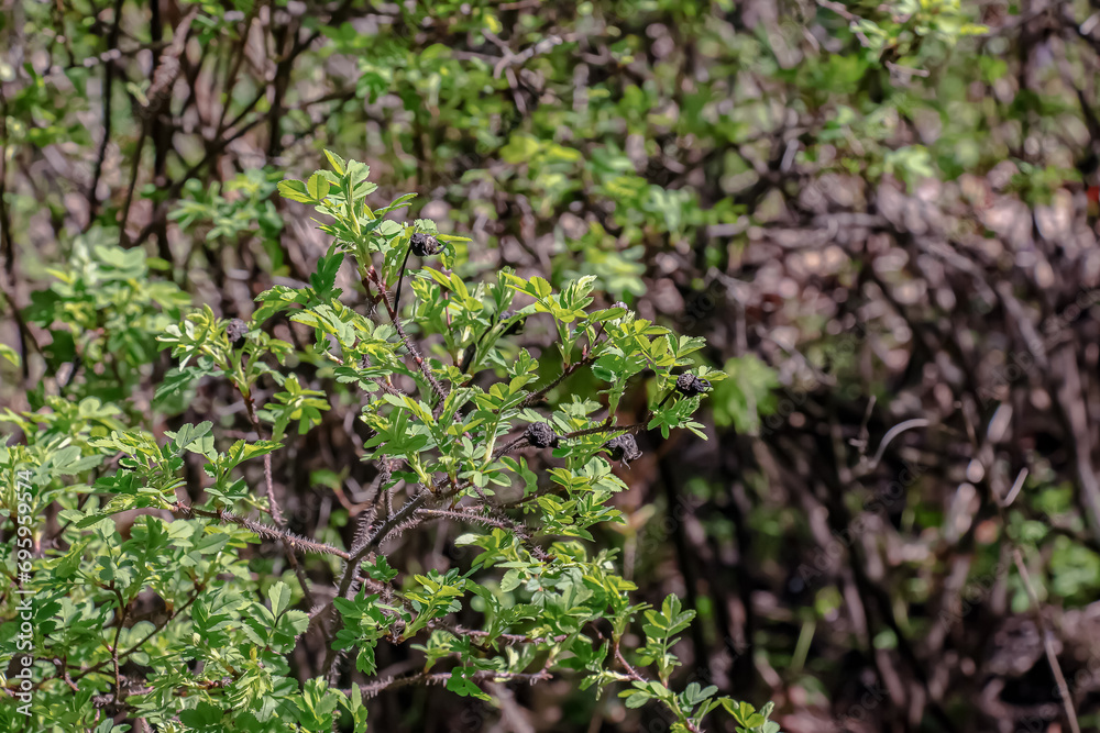 Fragment of a branch with buds of Rosa spinosissima in early spring, commonly known as the Rosa pimpinellifolia.