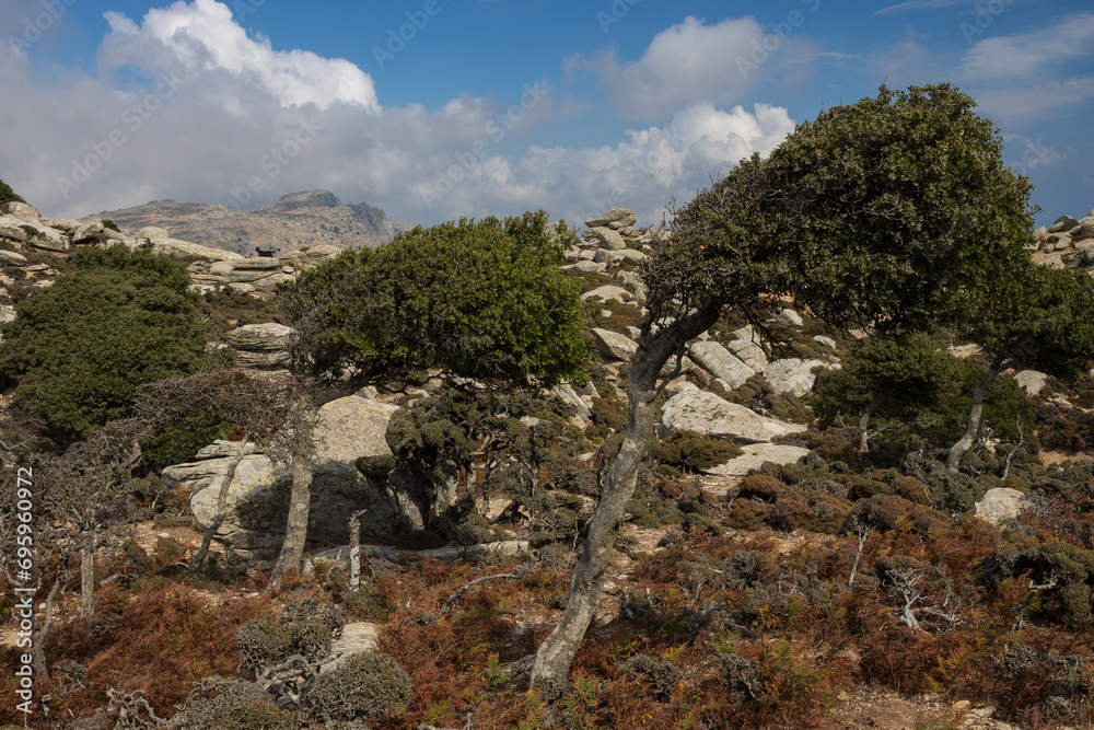 Wind-bent Kermes oaks at the Erifi plateau with Atheras mountain ridge in the background.