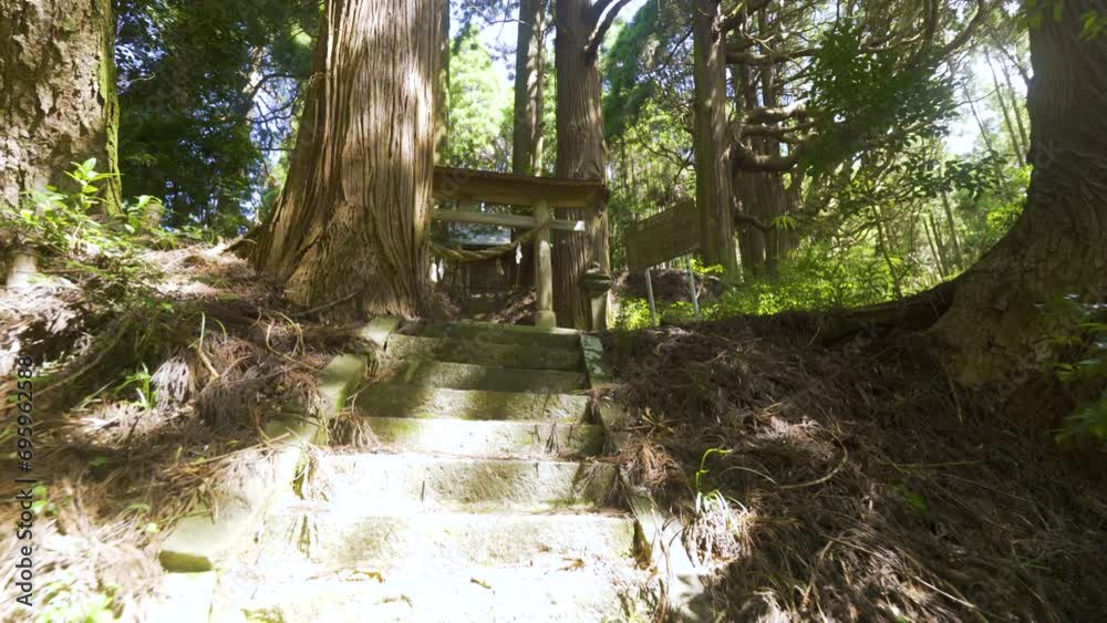 Cinematic shot of giant cedar forest at Manganji Temple in Kumamoto Prefecture in Japan Cinematic shot of giant cedar forest at Manganji Temple in Kumamoto Prefecture in Japan