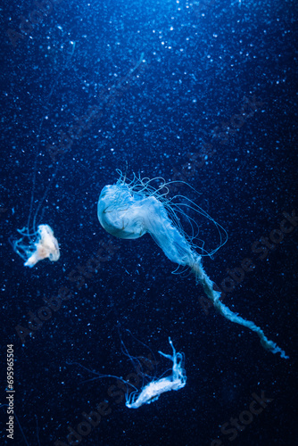 Jellyfish