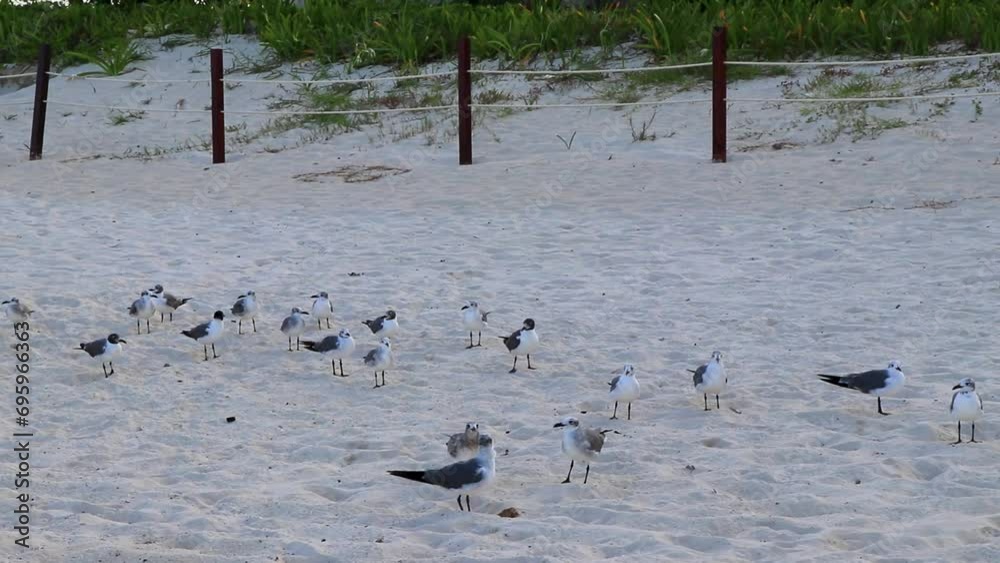 Seagull Seagulls walking on beach sand Playa del Carmen Mexico.