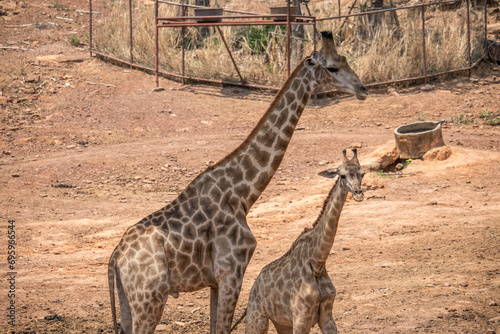 Fototapeta Naklejka Na Ścianę i Meble -  Giraffes (Giraffa camelopardalis) walking, Chobe National Park