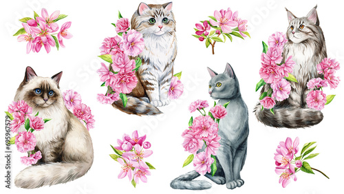 Set of Cute cat and pink apple flowers, sakura. Watercolor painting illustration, Spring Animal for design, poster, card photo