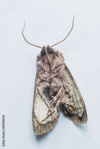 Macro Moth