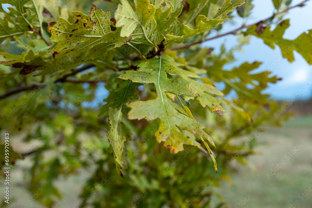 Truffle farm, cultivation of black winter Perigord truffles mushrooms