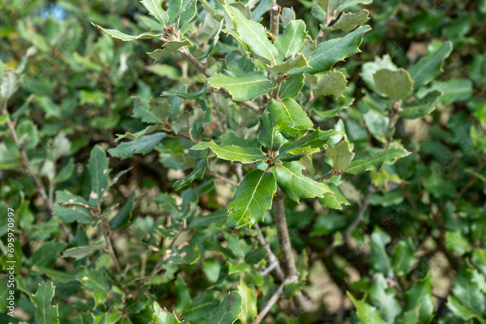 Truffle farm, cultivation of black winter Perigord truffles mushrooms