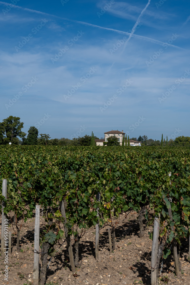 Harvest grapes in Pomerol village, production of red Bordeaux wine, Merlot or Cabernet Sauvignon grapes on cru class vineyards in Pomerol, Saint-Emilion wine making region, France, Bordeaux