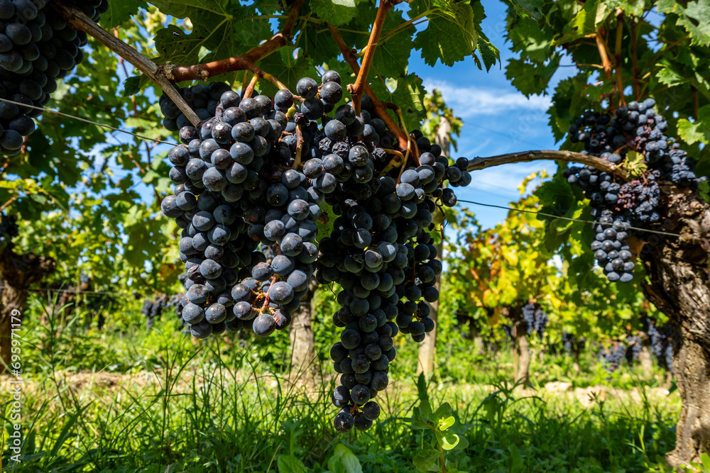 Vineyards near St. Emilion town, production of red Bordeaux wine, Merlot or Cabernet Sauvignon grapes on cru class vineyards in Saint-Emilion wine making region, France, Bordeaux