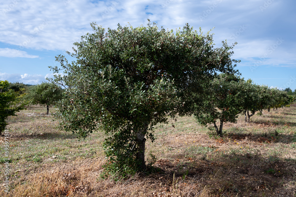 Truffle farm, cultivation of black winter Perigord truffles mushrooms