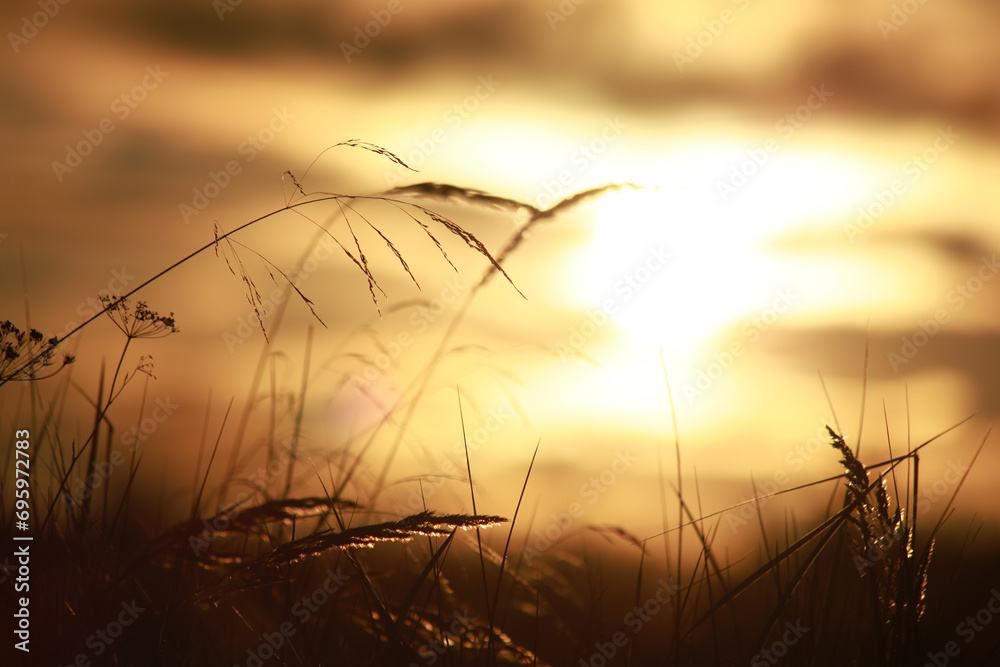 Grass silhouettes against the background of the evening sun. Summer landscape. Selective focus,