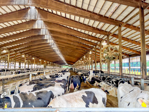 Holstein dairy cows walking around a freestalls barn.  photo