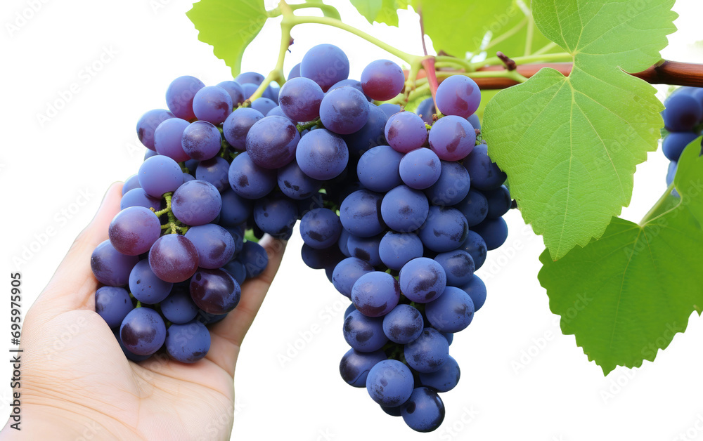 Marvelous Handsome Male Picking a Black Grape From Ban Isolated on Transparent Background PNG.