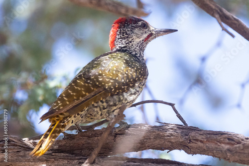 Golden-tailed Woodpecker (Campethera abingoni) Kalahari, Northern Cape, South Africa photo