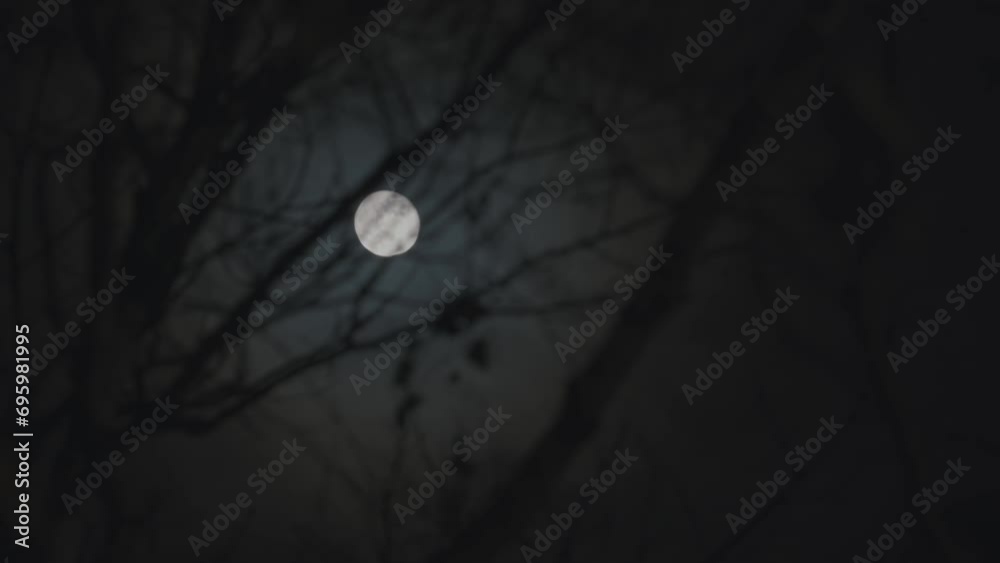 Full moon through the bare branches of trees in the forest, moonlight at night. 