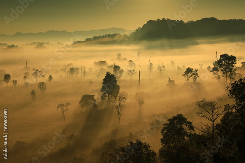 Fog covers the savannah in the morning ,beautiful nature in thung yai naresuan wildlife sanctuary,Tak province ,Thailand 