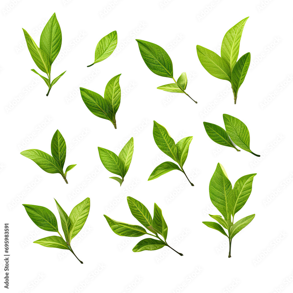 Green tea leaves on transparent background