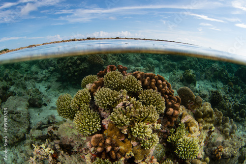 Shallow reef-building corals grow along the edge of a remote island in Indonesia. The numerous islands of this region harbors the world s richest collection of marine biodiversity.