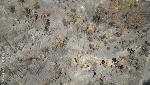 Forest Fire in Portugal Drone
