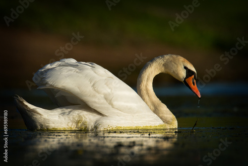 Fototapeta Naklejka Na Ścianę i Meble -  Bird Mute Swan Cygnus olor in dark background, Poland Europe