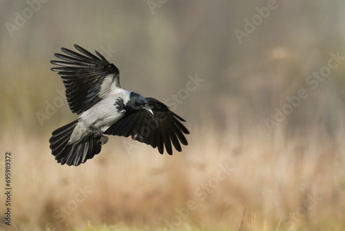 Bird - Hooded crow Corvus cornix in amazing blurred background Poland Europe © Marcin Perkowski