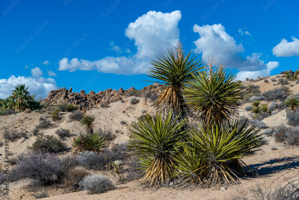 Large yucca and various desert plants in a rocky desert area in Anza Borrego State Park Large yucca and various desert plants in a rocky desert area in Anza Borrego State Park