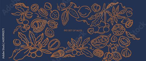 Isolated vector set of nuts. Nuts and seeds collection. Vector hand drawn objects. Peanuts, cashews, walnuts, hazelnuts, cocoa, almonds, chestnut, pine nut, nutmeg, peanut, macadamia, coconut.