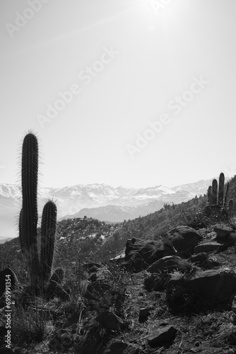 cactus in the mountains