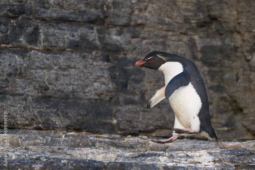 Naklejka premium Rockhopper Penguin (Eudyptes chrysocome) jumping on the cliffs of Bleaker Island in the Falkland Islands