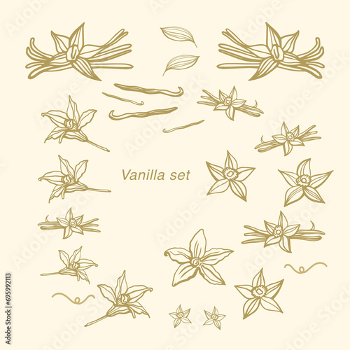 Isolated vector set of vanilla. Vanilla sticks, vanilla flower and pods. Aroma, food. Hand drawn. Vector hand drawn illustration of orchid Flower and pods on isolated background.