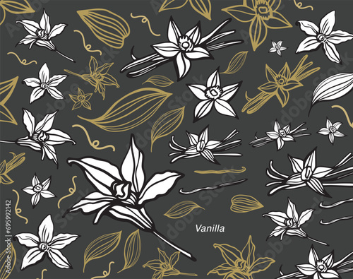 Isolated vector set of vanilla. Vanilla sticks, vanilla flower and pods. Aroma, food. Hand drawn. Vector hand drawn illustration of orchid Flower and pods on isolated background.