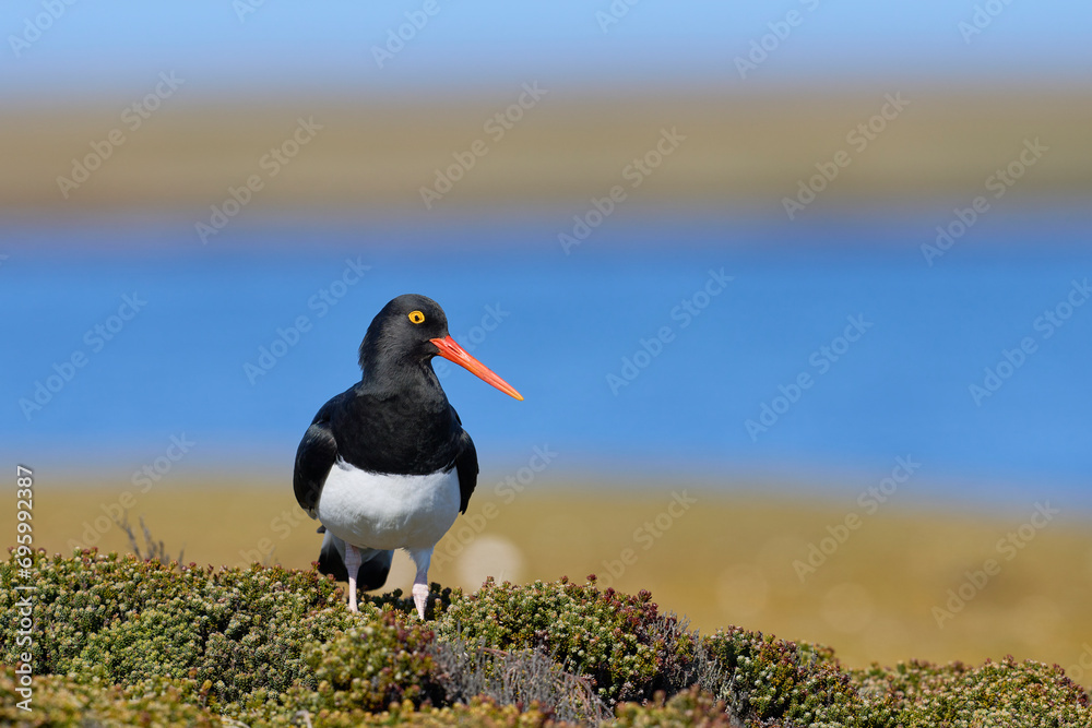 Fototapeta premium Magellanic Oystercatcher (Haematopus leucopodus) standing amongst spring vegetation on Bleaker Island in the Falkland Islands.