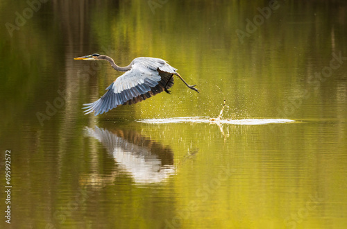 Great blue heron bird flying after taking off from calm waters of Atchafalaya Basin near Baton Rouge Louisiana photo