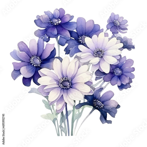 Deep Blue and White Cineraria Flowers Bouquet Botanical Watercolor Painting Illustration