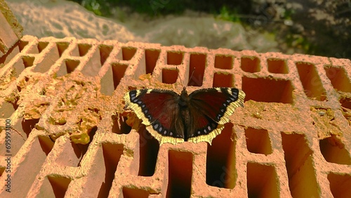 Motyl, Rusałka żałobnik