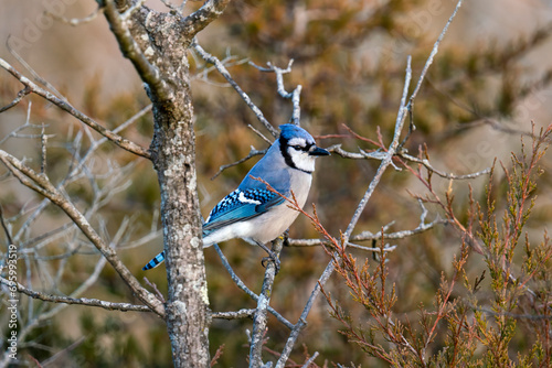Blue Jay