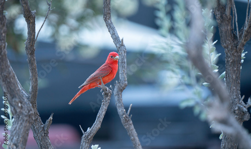 Принти на полотні Summer Tanager, a red bird on a branch in Nature