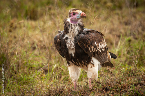 Lappet faced vulture stationary on the ground in serengeti national park, tanzania. photo