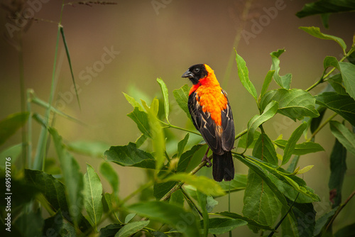A beautiful Red Bishop (Euplectes orix) standing on a bush in arusha national park, tanzania.