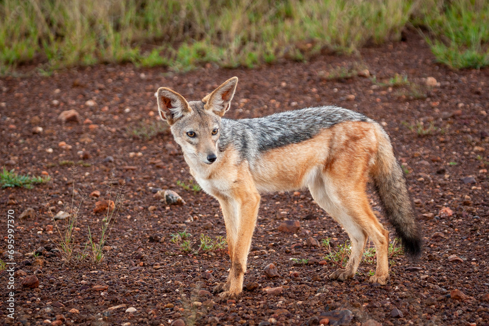Stationary black-backed jackal in Serengeti National Park, Tanzania. Stationary black-backed jackal in Serengeti National Park, Tanzania.