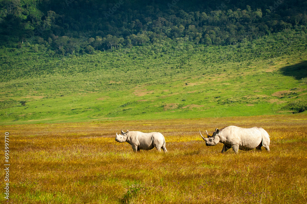 Black Rhino with offspring with a backdrop of the Ngongoro Crater, Tanzania