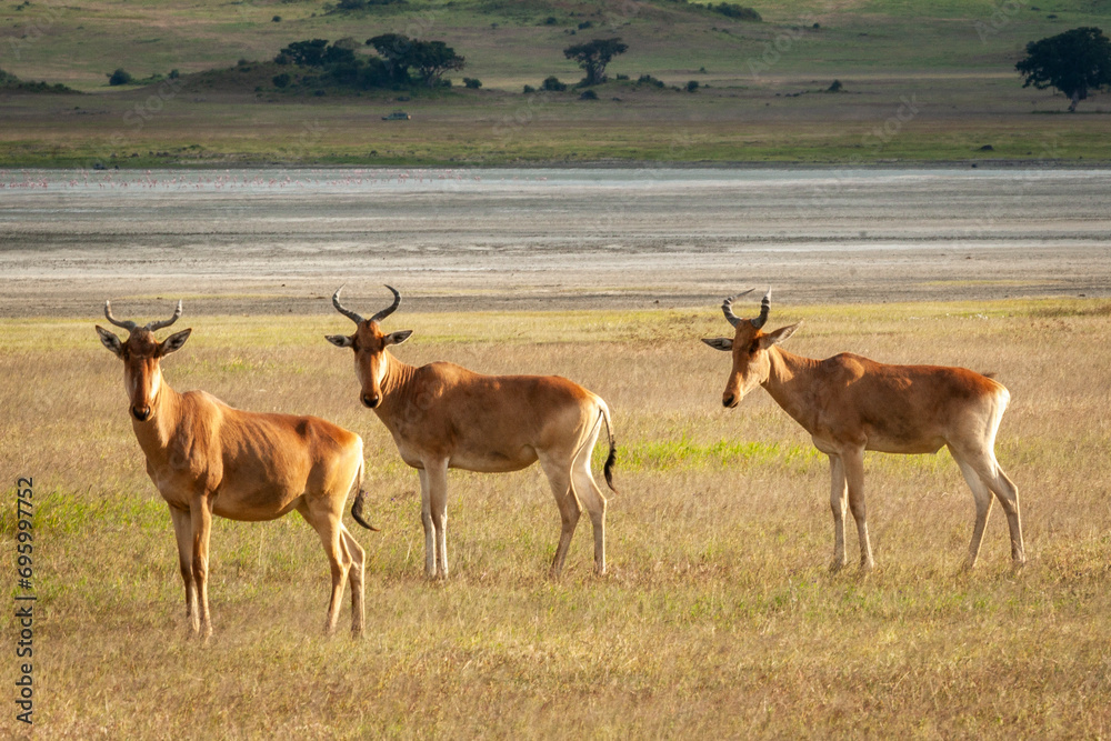 Naklejka premium Three stationary Coke's Hartebeest in Serengeti National Park, Tanzania