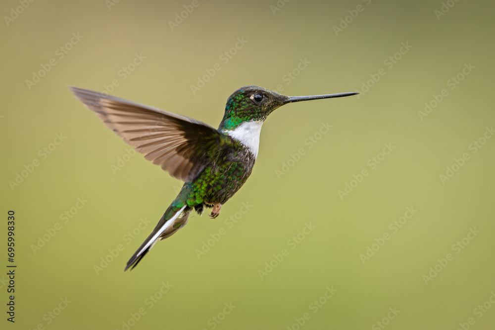 Naklejka premium Collared Inca hummingbird in flight and isolated against a green background