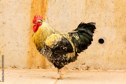 rooster in the farm photo