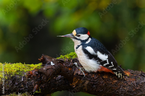great spotted woodpecker in the forest of Norway