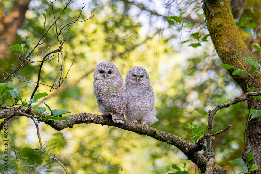 Cat Owl in the forest of Norway