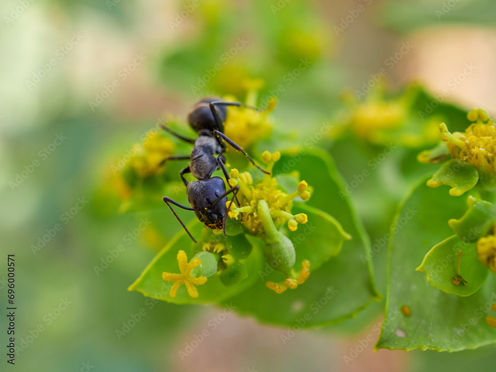 Ant collecting pollen and nectar on a flower Ant collecting pollen and nectar on a flower